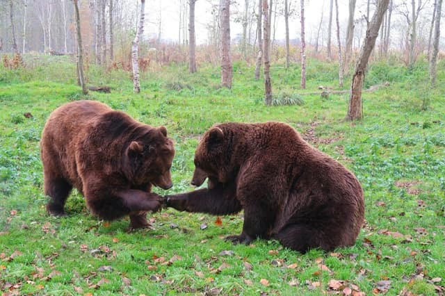 Urși văzuți în două localități din Harghita. Localnicii au primit mesaj RO-Alert